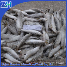 Frozen sardines fish different type best canned sardines